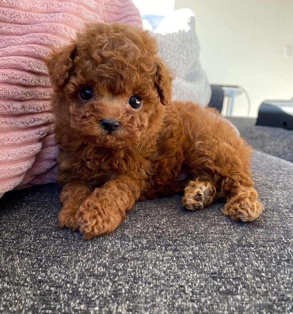 Puppy 4